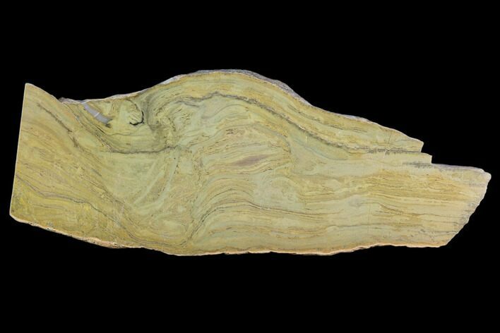 Polished Stromatolite (Kussiella) Slab - Billion Years #129148